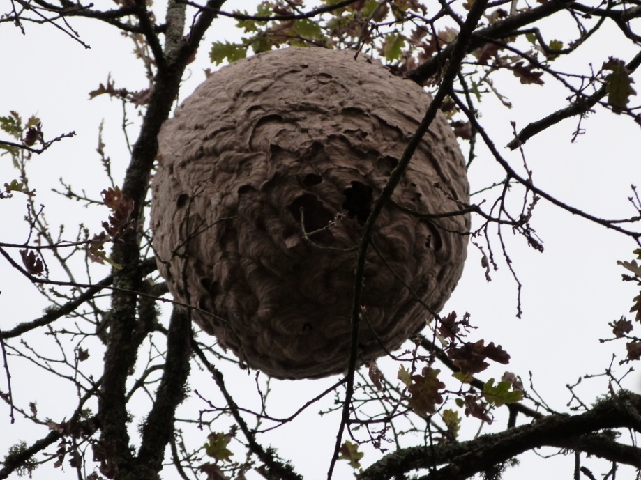 Asian Hornets La Tourbeille Vineyard   Hornet Nest Cu 1 