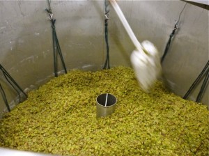 Julie settles the grapes in the press