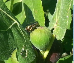 scarab on fig