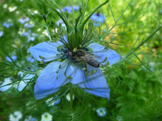 Nigella damascena with honey bee in our meadow - a sunny day in June