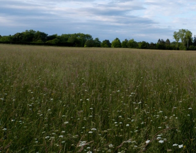 Prairie in flower, untouched for decades