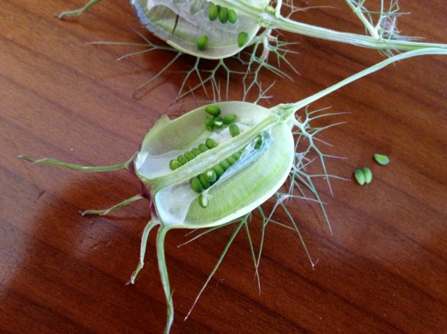 seed pack Nigella damascene - Petit Roque meadow