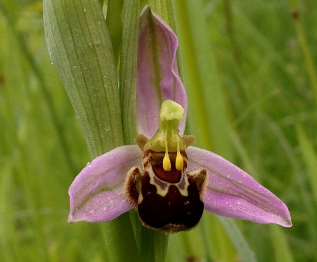 tiny, wild orchid - endangerd species in our meadow