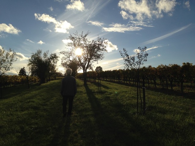 John walks vineyard at the end of a winemaking cycle