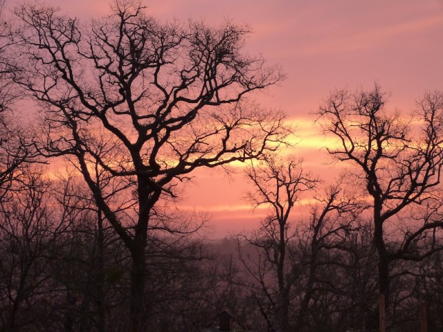 Sunrise, Winter Solstice, Ancient Oaks