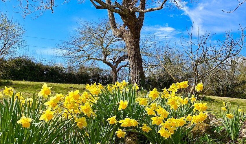Daffodils